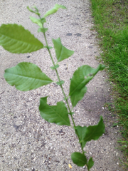 Salix aurita