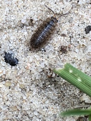 Porcellio scaber