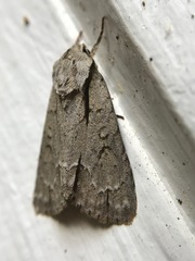 Acronicta laetifica