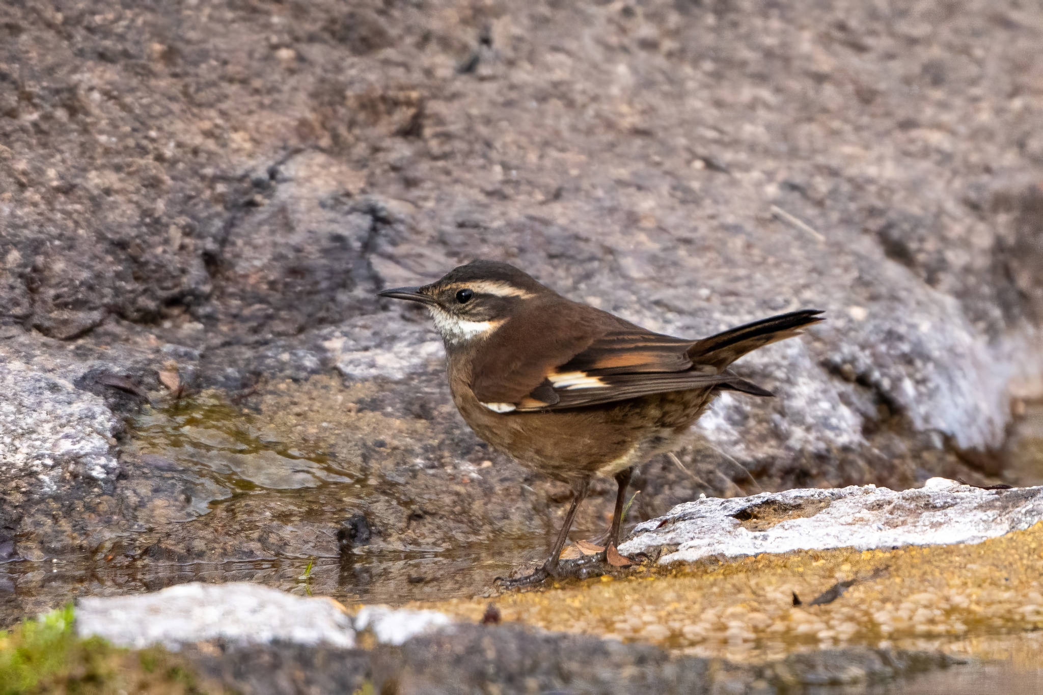 Olrog's Cinclodes (Cinclodes olrogi), photo 10