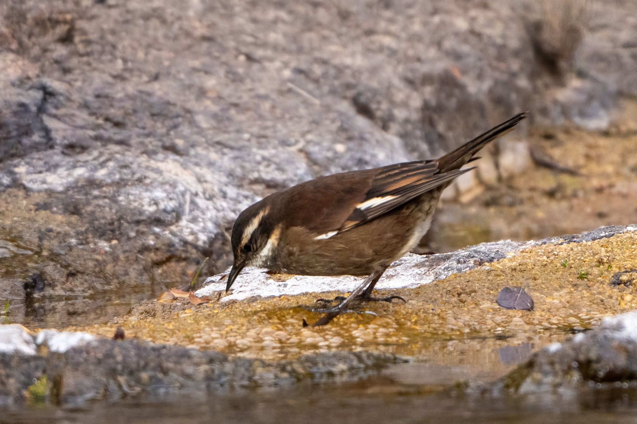 Olrog's Cinclodes (Cinclodes olrogi), photo 9