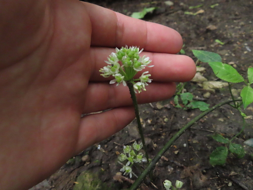 Image of Allium burdickii by (c) Eric Schmidt, some rights reserved (CC BY)