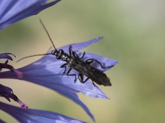 Oedemera atrata