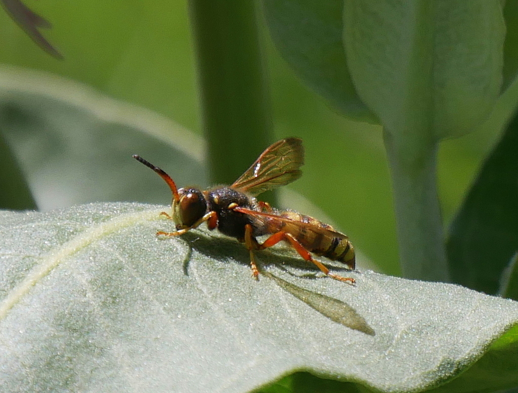 Typical Weevil Wasps and Allies from Delta, CO 81416, USA on June 22 ...