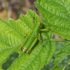 Odontopodisma decipiens decipiens