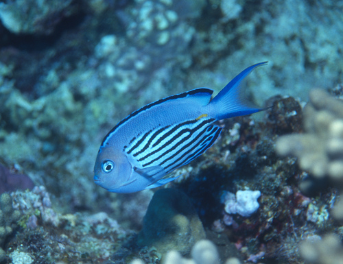 Blackedged angelfish (Genicanthus watanabei) — Pomacanthidae — 4