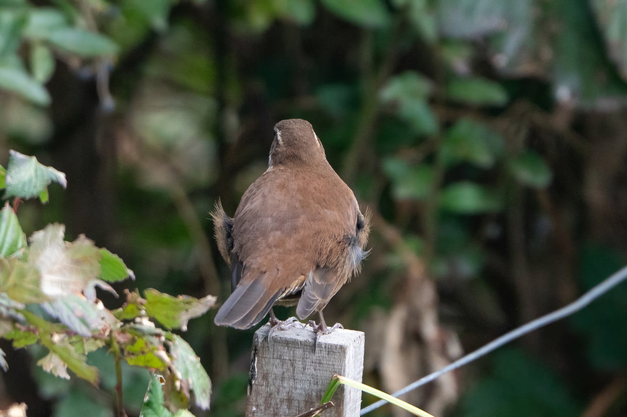 White-winged Cinclodes (Cinclodes atacamensis)