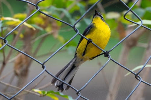 Brown-capped Whitestart (Myioborus brunniceps), photo 4