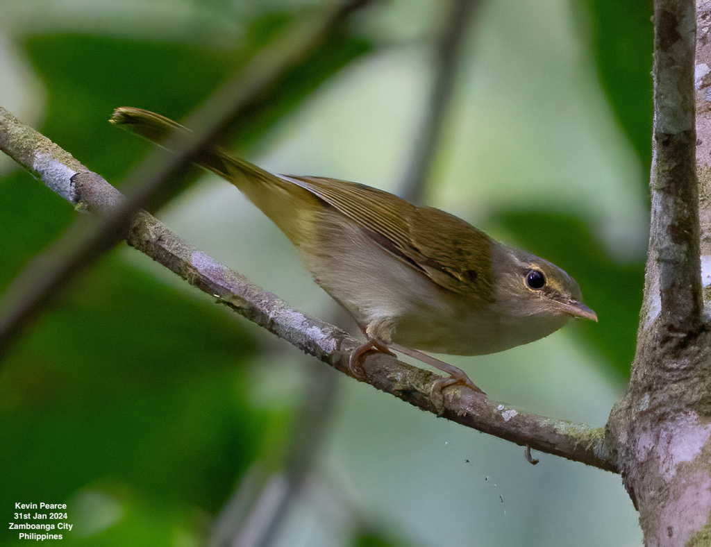 Philippine Leaf Warbler photo