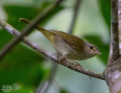 Philippine Leaf Warbler photo 1