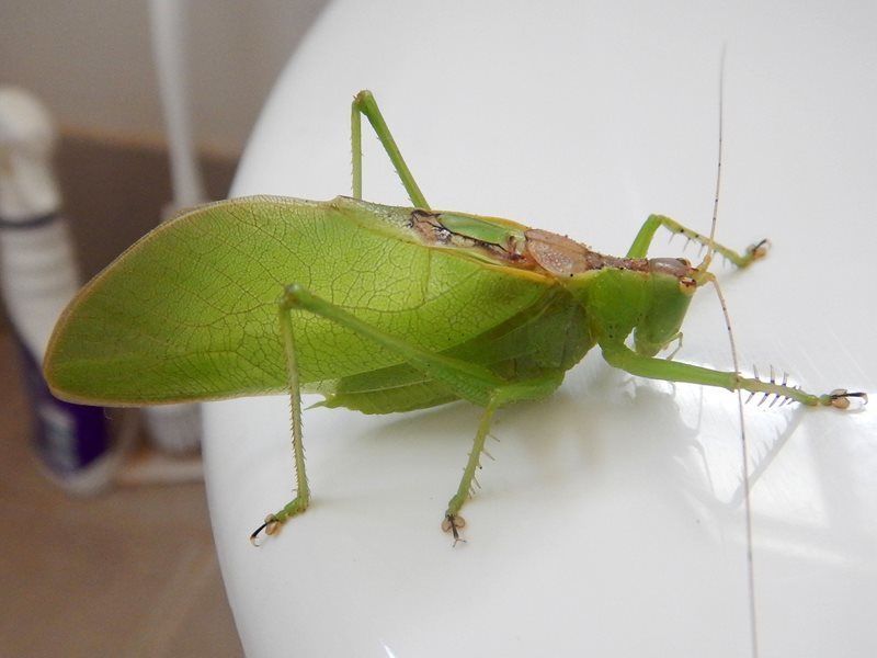 Fierce Predatory Katydid
