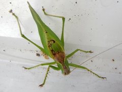 Hexacentrus mundurra