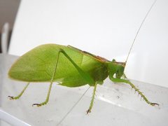 Hexacentrus mundurra