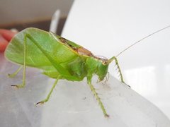 Hexacentrus mundurra