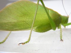 Hexacentrus mundurra