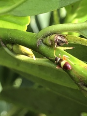 Closterotomus biclavatus