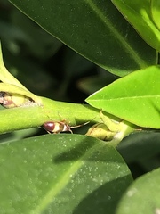 Closterotomus biclavatus