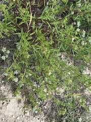 Polypremum procumbens