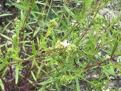 Polypremum procumbens