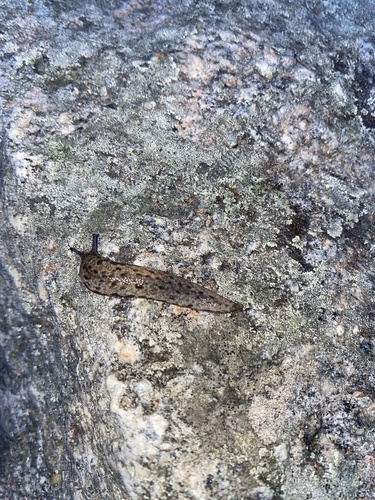 Changeable Mantleslug, Barden Reservoir, Foster, RI, US, photo 9 of 10
