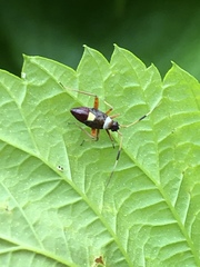 Closterotomus biclavatus