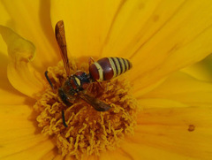 Euodynerus pratensis