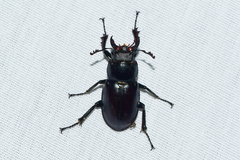 Lucanus placidus