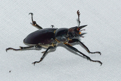Lucanus placidus