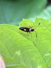 Closterotomus biclavatus