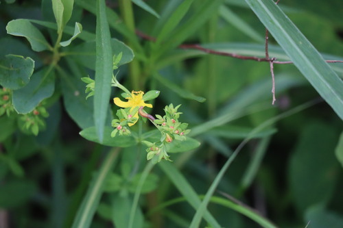 Image of Hypericum ellipticum by (c) Henry "Nick" Robertson, some rights reserved (CC BY-SA)