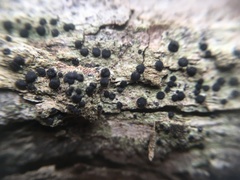 Rinodina