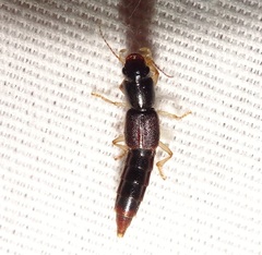 Pinophilus