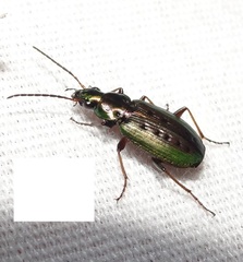 Agonum octopunctatum