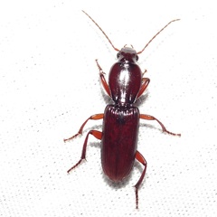 Stenomorphus