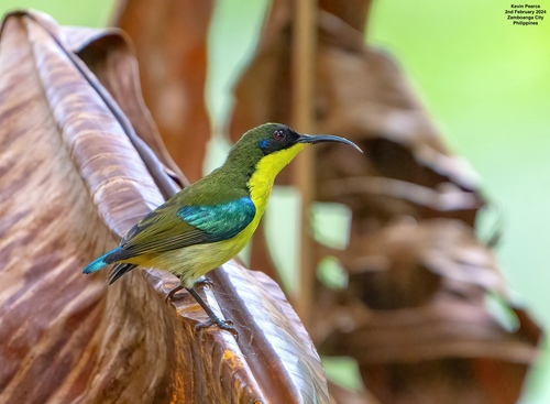 Metallic-winged Sunbird