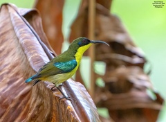 Metallic-Winged Sunbird photo 1