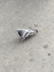 Columba livia domestica