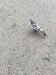 Columba livia domestica