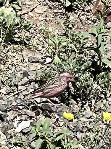 Chinese Beautiful Rosefinch (Carpodacus davidianus), photo 6