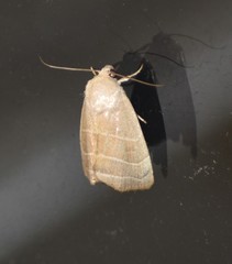 Bagisara rectifascia