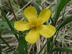 Ranunculus hispidus