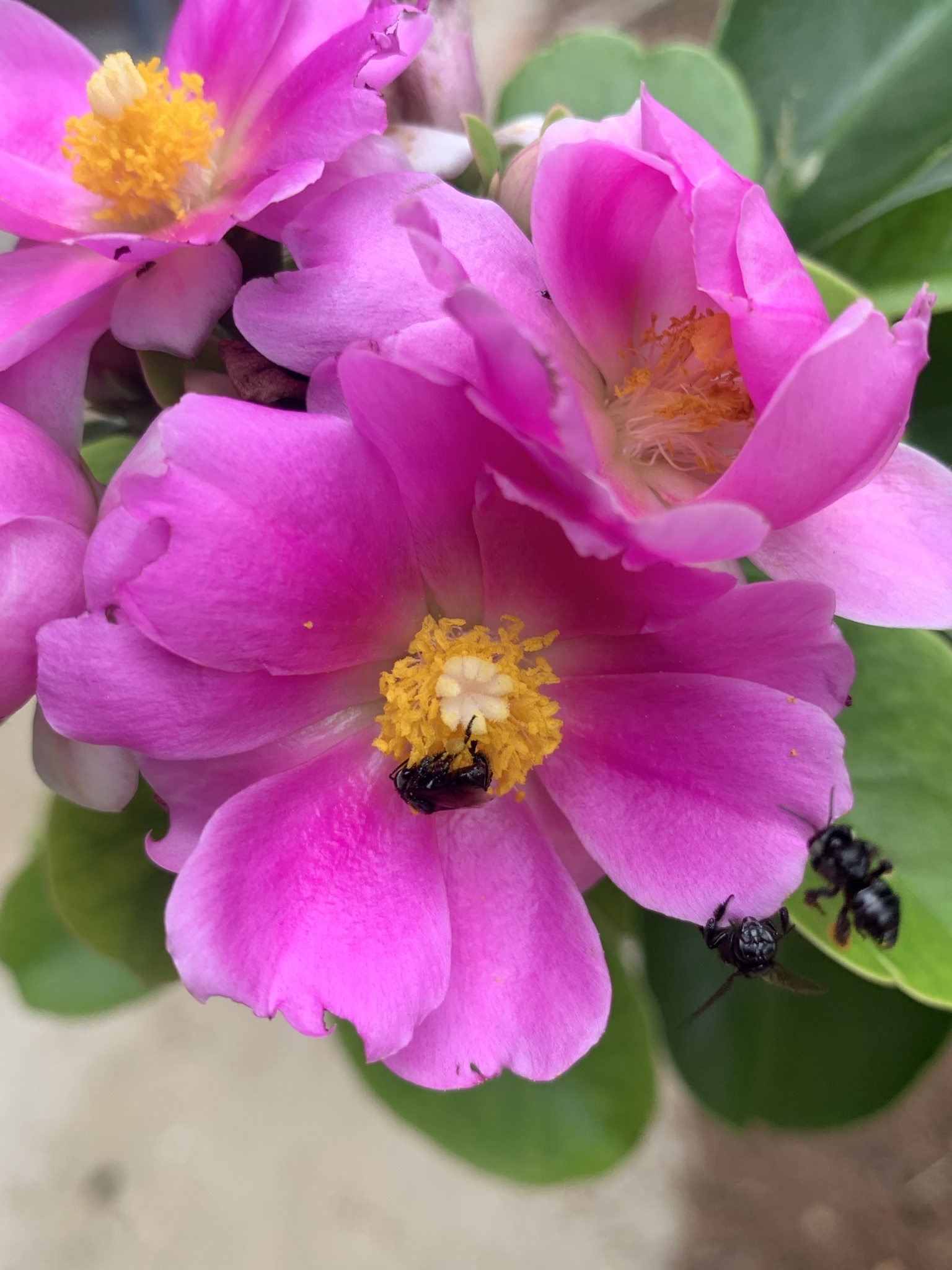 Pereskia grandifolia