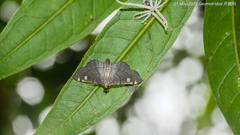 Luma sericea