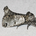 Black-lined Carpenterworm Moth - Photo (c) Royal Tyler, some rights reserved (CC BY-NC-SA), uploaded by Royal Tyler