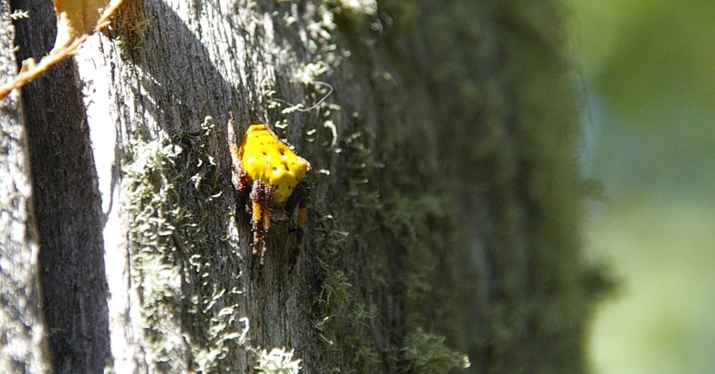 Magellanic green spider