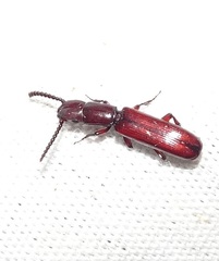 Taphroscelidia linearis