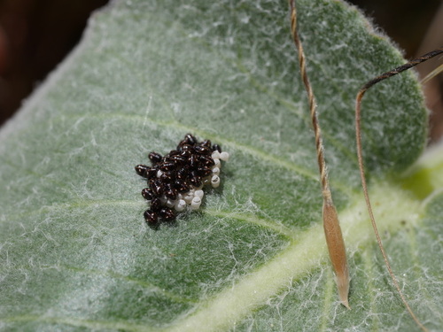 iNaturalist observation photo of Stink Bugs, Shield Bugs, and Allies