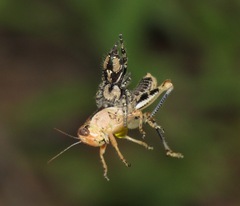 Phidippus carolinensis
