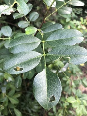 Zanthoxylum delagoense