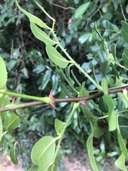 Zanthoxylum delagoense